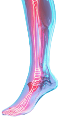 limb-leg-long-1